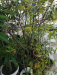 Pakistani ANAR Tree (With Fruits)